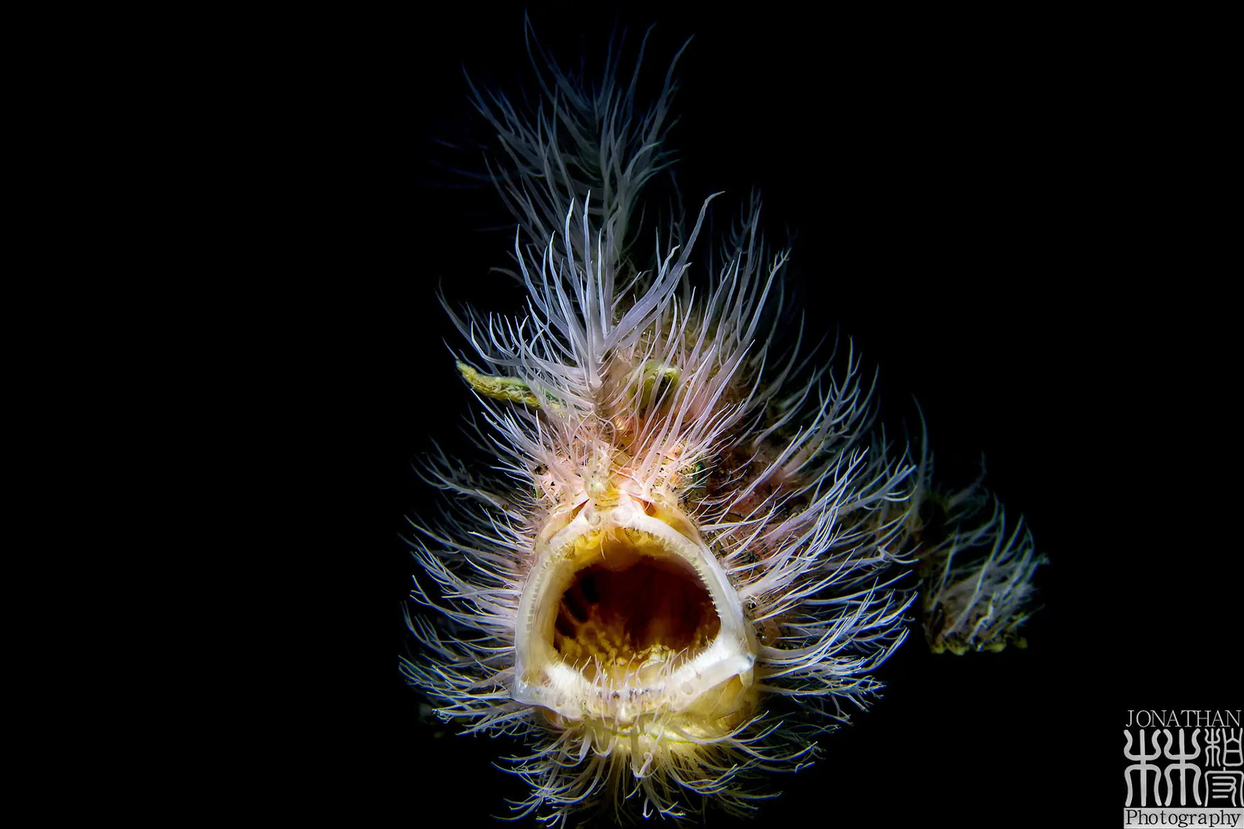 Hairy frogfish