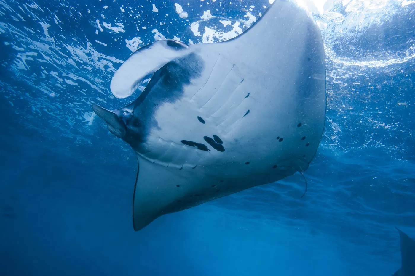 A reef manta ray gliding over the reef