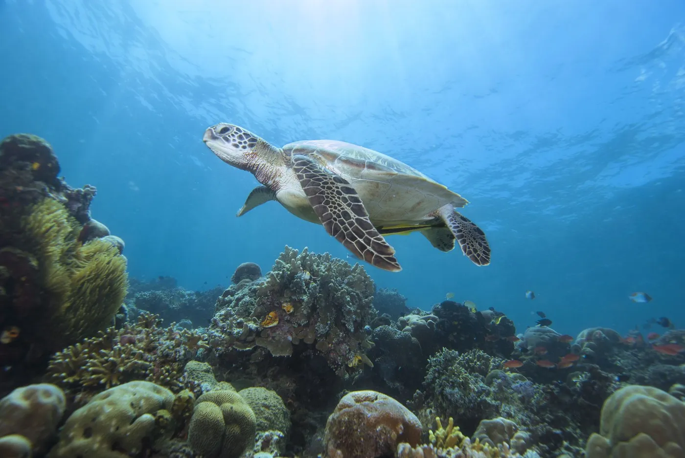 A green turtle over the coral