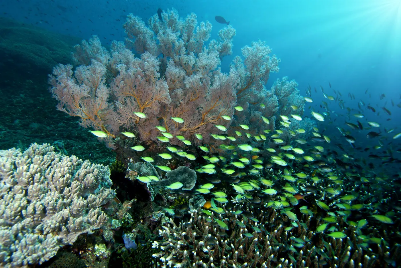 Soft coral and schooling anthias in the sun
