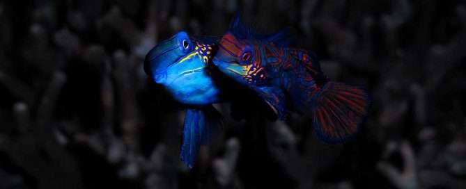 1 PRIZE; Mandarin Fish by Gerald Toh