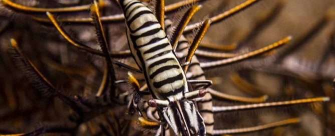 Crinoid shrimp by Ben Pugh