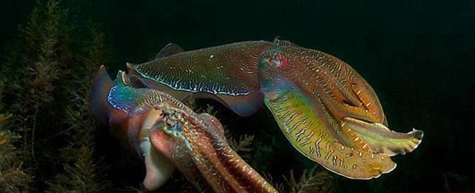 Cuttlefish Mating Season by Carlo Possagno