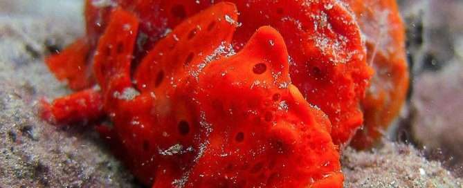 Frogfish couple by Jade Higby