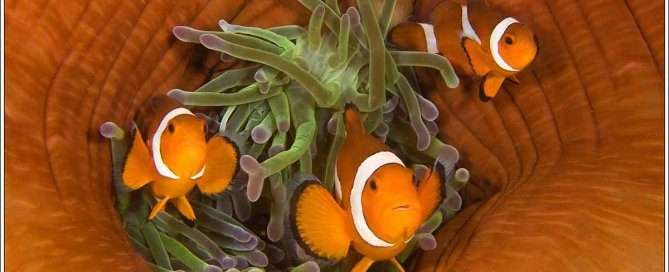 Three Clownfishes In Sea Anemone by Len Deeley