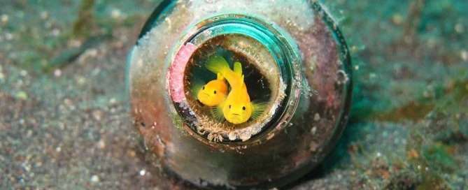 Together... Somewhere in and under Lembeh von Martina Pallas