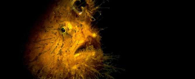 Hairy Frogfish By Michael Gallagher