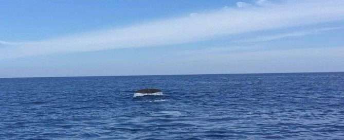 Sperm Whale Fin