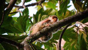 Cuscus